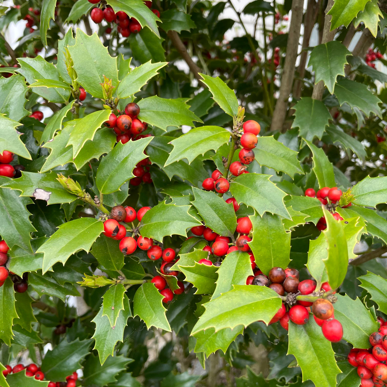 HOLLY OAKLEAF 4-4.5' 15G